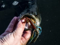 Z-Man Midwest Finesse Swim Jig -Fishing Products Store lifestyle midwestfinesseswimjig zman bluegill 3