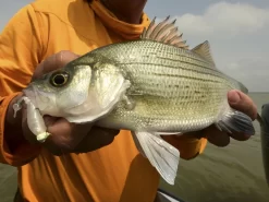 Z-Man Stingerz -Fishing Products Store lifestyle stingerz zman fishmouth 1