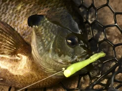 Z-Man Tiny Ticklerz -Fishing Products Store lifestyle tinyticklerz zman closefish 1