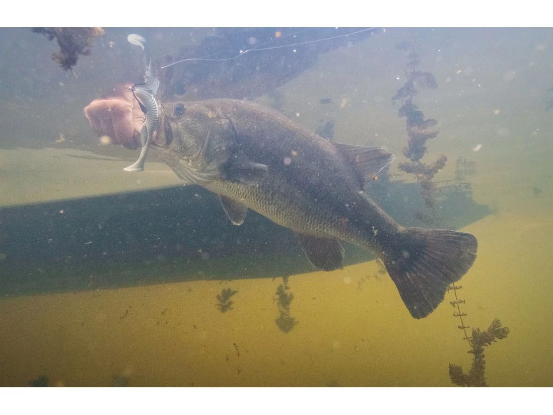 Googan Baits Saucy Swimmer 4 Googan Baits Saucy Swimmer - Image 4